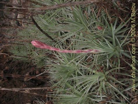 Descripción e imágenes de Puya venusta Chagualillo una planta