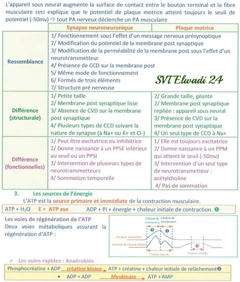 Bac Sc Exp Rimentales Sciences Svt Un Excellent R Sum De Neurophysiologie