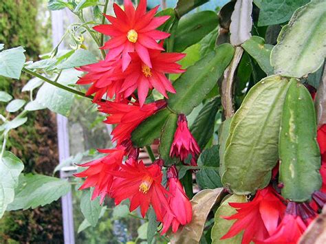Easter cactus | Description, Distribution, & Facts | Britannica