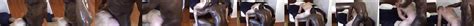 Black Daddy Fucks White Guy Free Gay Porn 2b XHamster XHamster