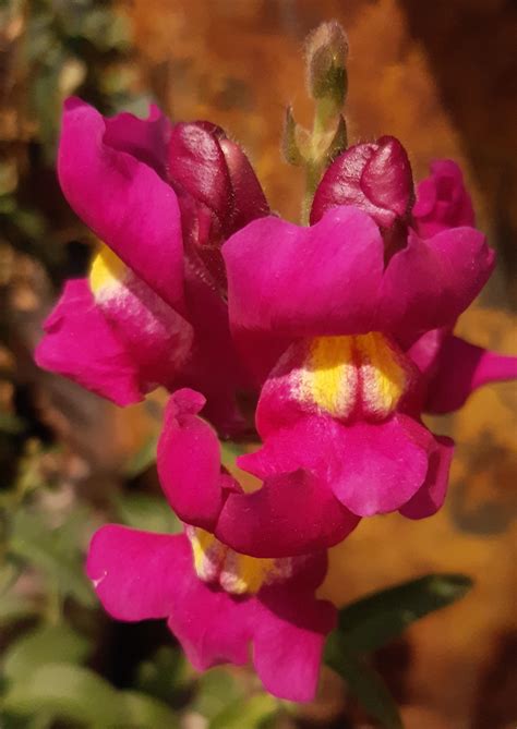 Royal penstemon (Penstemon speciosus) Care Guide: Pests, Diseases