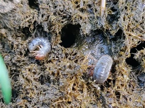 Dung Beetle Life Cycle Dung Beetles For Farmers