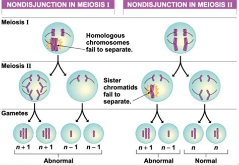 Chapter 9 Sexual Reproduction And Meiosis Flashcards Quizlet