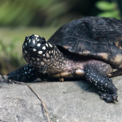 Spotted Turtle Critter Republic Dive Center