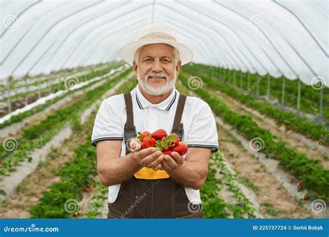 Granjero Sonriente Sosteniendo Fresas Maduras En Manos Foto De Archivo