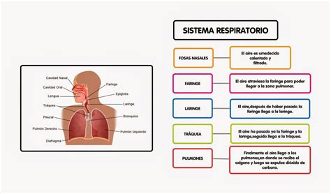 Estructura Y Funcion Del Sistema Respiratorio Humano Images