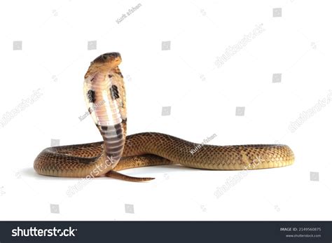 Baby Naja Sumatrana Miolepis Snake On Stock Photo 2149560875 | Shutterstock