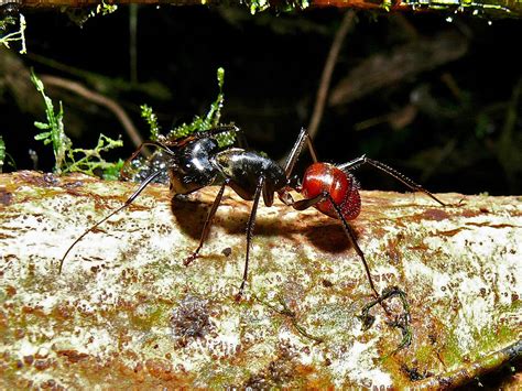 Rainforest Insects List: Insects That Live In Rainforests Pictures & Facts