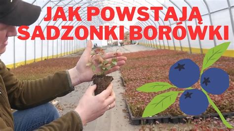 Jak Powstaj Sadzonki Bor Wki Ameryka Skiej Youtube