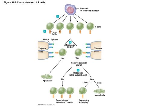 What Is Clonal Deletion