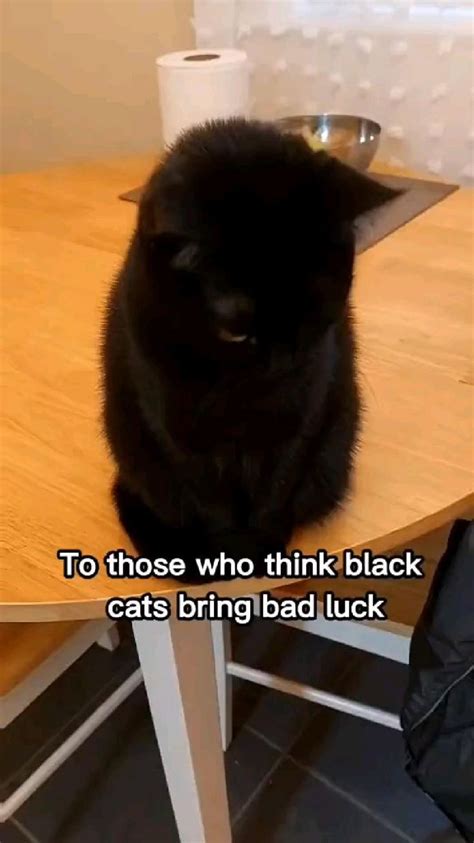 For those who think black cat bring bad luck 😒 | Funny animals, Cat ...