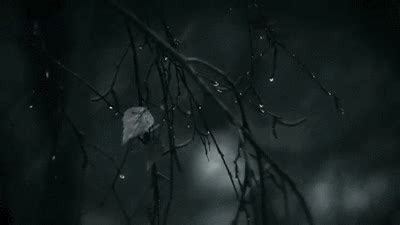 Rain Makes Me Happy | Nature gif, Aesthetic gif, Nature photography trees