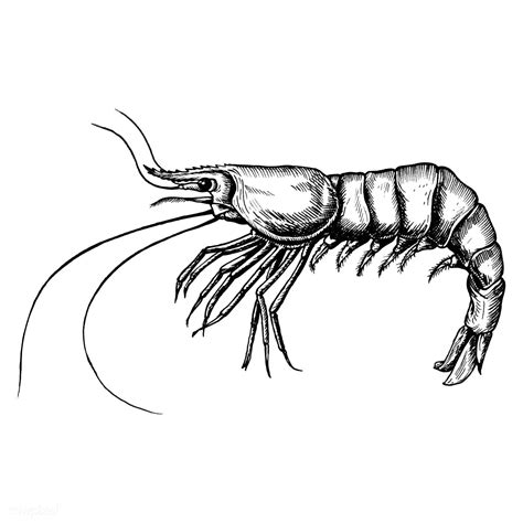 Download premium vector of Hand drawn shrimp isolated 406898 การ