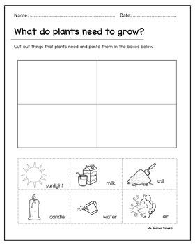 Plants Needs Worksheets Ms Marwa Tarek By Ms Marwa Tarek Tpt