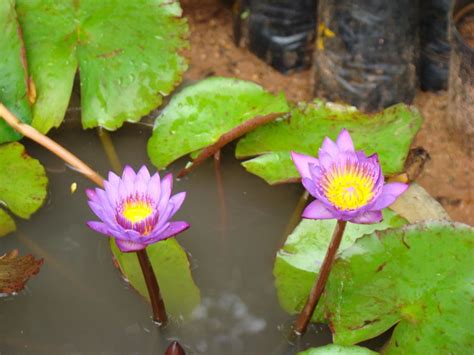 India Travel | Pictures: Lotus indias national flower