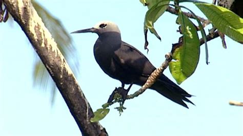 A Close Look at Seychelles' Bird Island, a Nature Reserve | Britannica