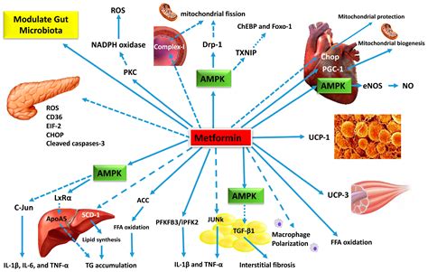 Ijms Free Full Text Metformin An Old Drug With New Applications