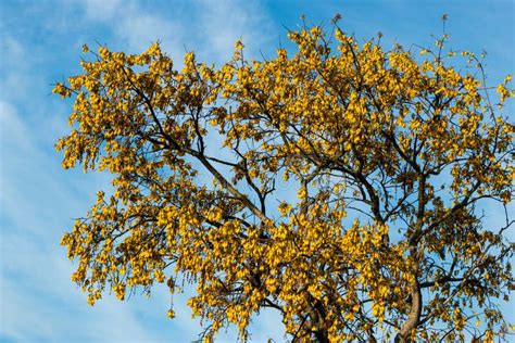 Kauri Tree Stock Photo Image Of Maori Clump Zealand 1787794