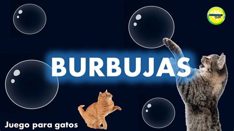 Video Para Gatos Burbujas Youtube