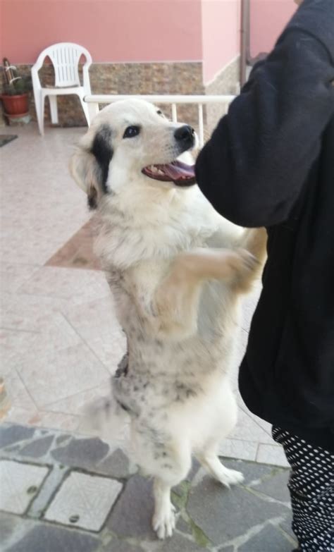 Perla Splendida Cucciola Simil Pastore Maremmano Cane A Grosseto In Regalo