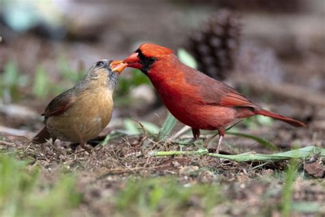 Do Cardinals Kiss The Secret Cardinal Ritual Bird Watching Pro