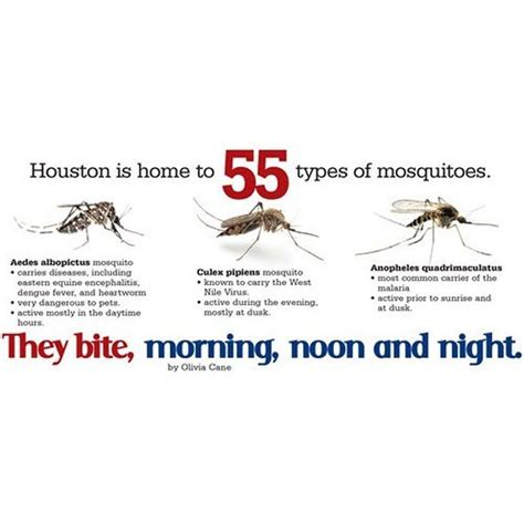 Mosquitoes Pest Control Service At Rs Square Feet Indoor Mosquito