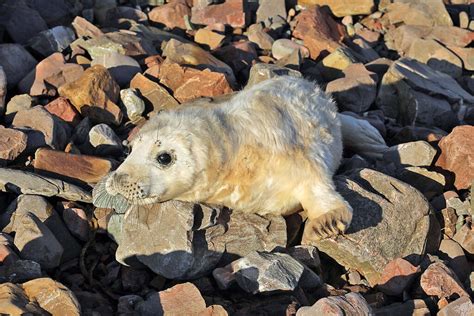 grey seal pup  burnmouth walter baxter cc  sa geograph
