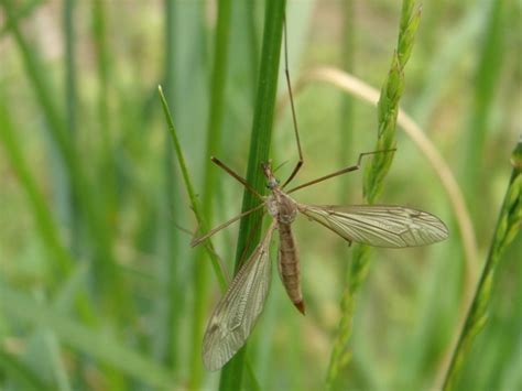 Crane Fly Tipula Bugguide Net