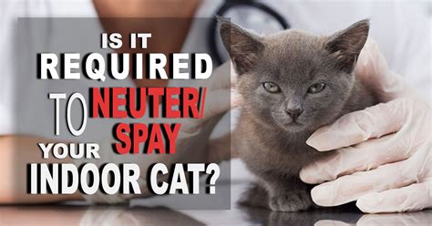 Cat Spay And Neuter A Complete Guide For Owners Uk Pets