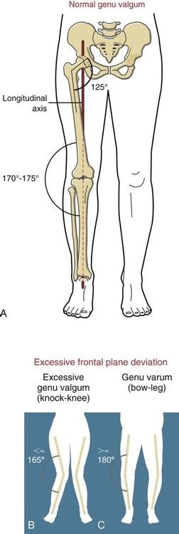 Structure And Function Of The Knee Musculoskeletal Key