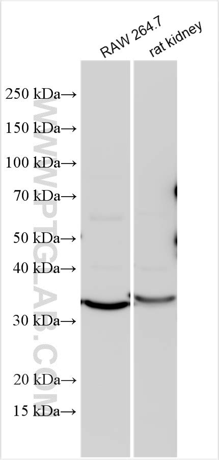 Osteopontin Antibody Ap Proteintech