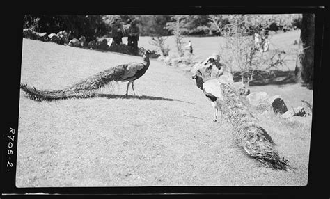 Cataract Gorge — peacocks - paranaple arts centre