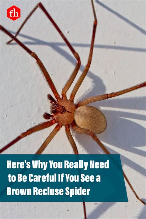 Facts About Brown Recluse Spiders How To Get Rid Of Them Artofit