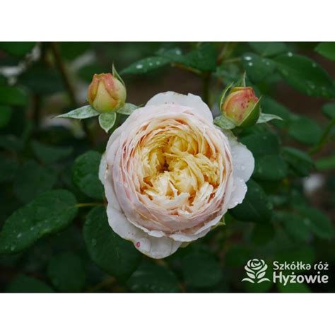 Charles Darwin™ (Auspeet) - David Austin® Róże Angielskie - - Szkółka ...
