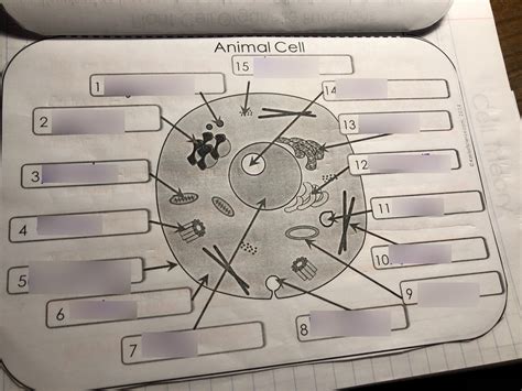 Animal Cell Diagram Gcse Aqa