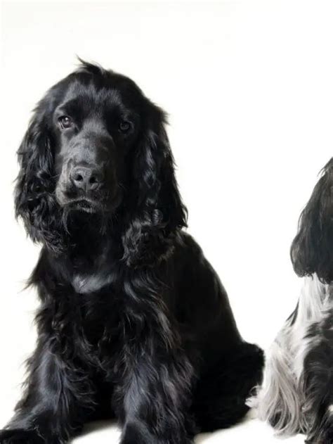 12 Most Popular English Cocker Spaniel Colours and Patterns - Spaniel Dogs