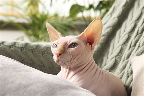 Meet The Most Adorable Cute Sphynx Cats That Will Leave You Speechless