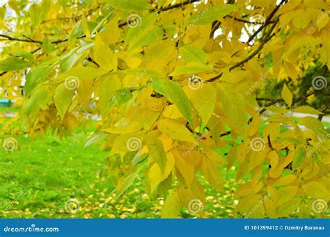 Haz Todo Con Mi Poder En General Mil Arbol De Hojas Verdes Y Amarillas