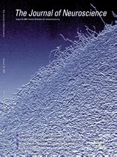 Regionalized Loss of Parvalbumin Interneurons in the Cerebral Cortex of ...