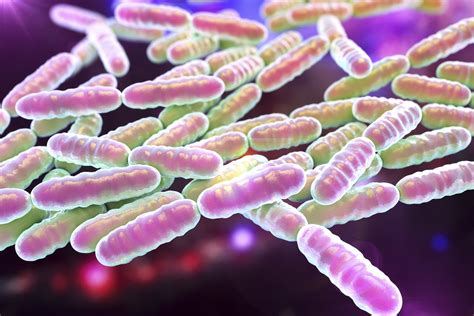 Bacterias Depredadoras La Respuesta A La Crisis De Antibi Ticos