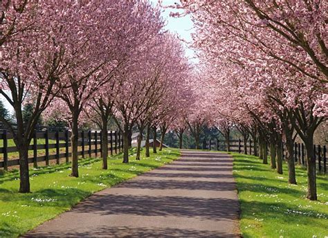 Entrance Idea In Driveway Landscaping Tree Lined Driveway