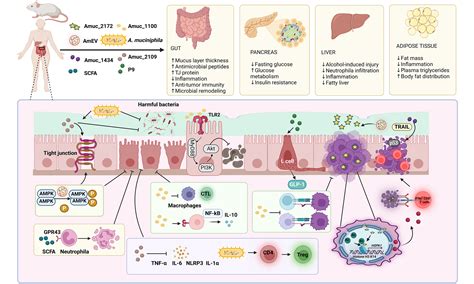 The Biofunction Of Akkermansia Muciniphila In Intestinal Related Diseases