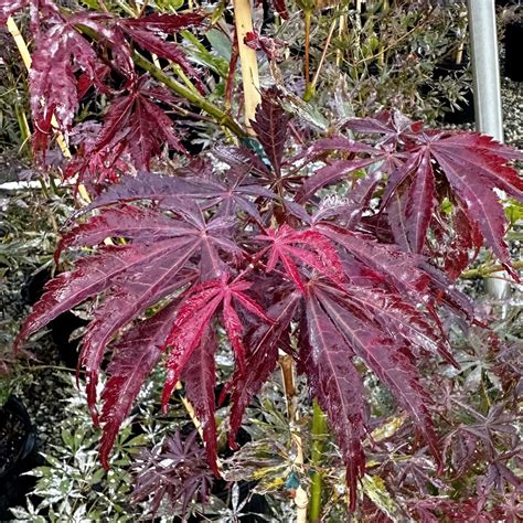 Acer Palmatum ‘sumi Nagashi Piedmont Carolina Nursery