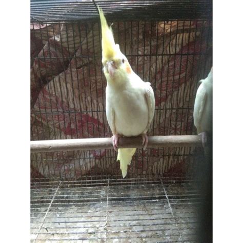 Jual Burung Falk Parkit Australi Lutino Mm Shopee Indonesia