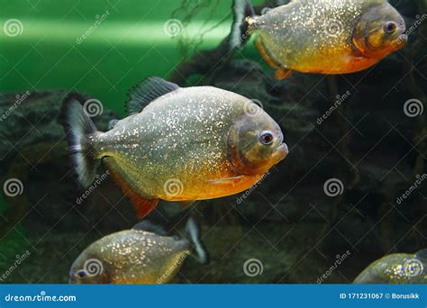 School of Red-bellied Piranha Pygocentrus Nattereri, Also Known As Red Piranha in Their Habitat ...