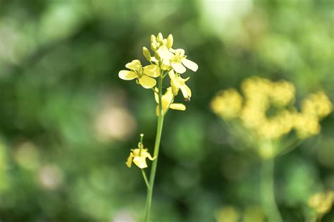 Fleurs Pétales Plantes Fleur De Photo gratuite sur Pixabay Pixabay