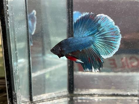 Betta Fish Ikan Laga Haft Moon Lazada