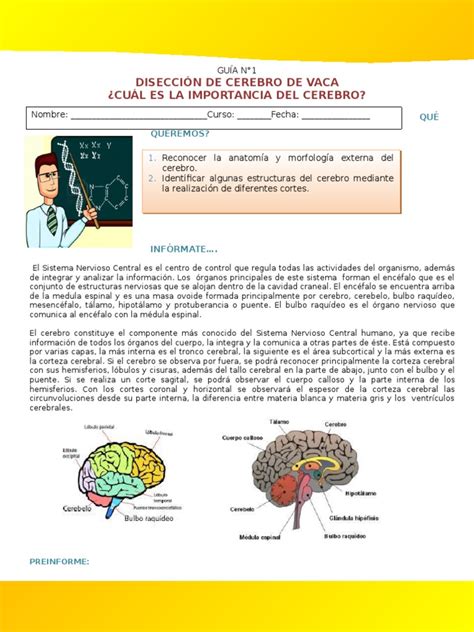 Disección De Cerebro Pdf Cerebro Anatomía