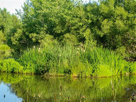 Bruce Kania: Biomimicry Is Our Future - FLOATING ISLAND INTERNATIONAL