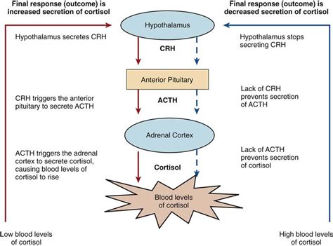 Assessment Of The Endocrine System Nurse Key